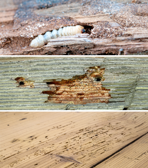 Woodworm Observation